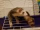 Ferret Animals for sale in Indianapolis, IN 46203, USA. price: NA