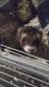 Ferret Animals for sale in Richmond, VA 23228, USA. price: NA