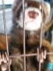 Ferret Animals for sale in Belle Isle, FL 32812, USA. price: NA