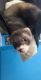 Ferret Animals for sale in 641 Sugar Trail Ct, St Peters, MO 63376, USA. price: $700