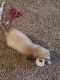 Ferret Animals for sale in Madison, WI, USA. price: $300
