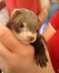 Ferret Animals for sale in Union City, NJ 07087, USA. price: NA