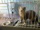Ferret Animals for sale in Houston, TX, USA. price: NA