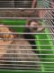 Ferret Animals for sale in Savannah, GA 31410, USA. price: NA