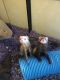 Ferret Animals for sale in Peoria, AZ 85383, USA. price: NA