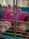 Ferret Animals for sale in Delaware, OH 43015, USA. price: NA
