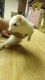 Ferret Animals for sale in Friendswood, TX, USA. price: NA