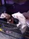 Ferret Animals for sale in St. Petersburg, FL, USA. price: NA