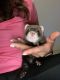 Ferret Animals for sale in Reading, PA, USA. price: NA