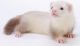 Ferret Animals for sale in Rochester, NY, USA. price: NA