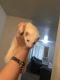 Ferret Animals for sale in Boise, ID, USA. price: $375