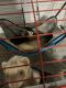 Ferret Animals for sale in Orrville, OH 44667, USA. price: NA