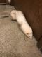 Ferret Animals for sale in 5040 Kings Highland Dr W, Columbus, OH 43229, USA. price: NA