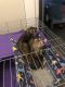 Ferret Animals for sale in Brooklyn, NY 11249, USA. price: NA