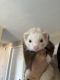Ferret Animals for sale in Lorton, VA, USA. price: $700