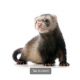 Ferret Animals for sale in North Fwy, Houston, TX, USA. price: NA