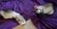 Ferret Animals for sale in Plainfield, IL, USA. price: NA