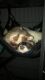 Ferret Animals for sale in Tinley Park, IL, USA. price: NA