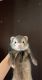 Ferret Animals for sale in Brandon, FL 33511, USA. price: $400