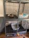 Ferret Animals for sale in Watkins Glen, NY 14891, USA. price: NA