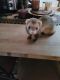 Ferret Animals for sale in Wareham, MA 02571, USA. price: $100