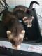 Ferret Animals for sale in Elgin, SC 29045, USA. price: NA