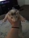 Ferret Animals for sale in Indianapolis, IN, USA. price: $150
