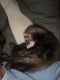 Ferret Animals for sale in Fort Worth, TX, USA. price: $450