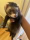 Ferret Animals for sale in S Eberhart Ave, Chicago, IL, USA. price: NA