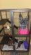 Ferret Animals for sale in Louisville, KY, USA. price: NA