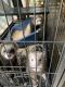 Ferret Animals for sale in Hamersville, OH 45130, USA. price: NA