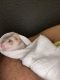 Ferret Animals for sale in Fort Lauderdale, FL, USA. price: $300