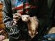 Ferret Animals for sale in Commerce City, CO, USA. price: $400