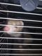 Ferret Animals for sale in Jeannette, PA 15644, USA. price: NA