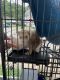 Ferret Animals for sale in Glen Lyon, PA, USA. price: NA