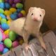 Ferret Animals for sale in Los Angeles, CA, USA. price: NA