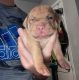 Fila Brasileiro Puppies for sale in Chattanooga, TN, USA. price: $400