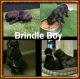 Fila Brasileiro Puppies for sale in Henderson, NV, USA. price: $675