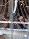 Finch Birds for sale in Bean Station, TN 37708, USA. price: NA