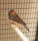 Finch Birds for sale in Stillwater, OK 74074, USA. price: NA