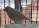 Finch Birds for sale in 33503 Chatsworth Dr, Sterling Heights, MI 48312, USA. price: NA