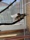 Finch Birds for sale in Orangevale, CA, USA. price: NA