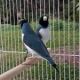 Finch Birds for sale in St. Louis, MO, USA. price: $7,500