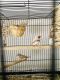 Finch Birds for sale in Houston, TX 77048, USA. price: NA