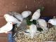 Finch Birds for sale in Visalia, CA, USA. price: NA