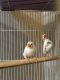 Finch Birds for sale in Inver Grove Heights, MN, USA. price: $50