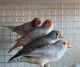 Finch Birds for sale in Las Vegas, NV, USA. price: NA