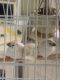 Finch Birds for sale in Babylon, NY, USA. price: $25