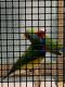 Finch Birds for sale in Fayetteville, TN 37334, USA. price: NA