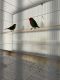 Finch Birds for sale in San Diego, CA, USA. price: $250